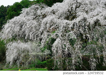 Chuetsu家族的中部櫻花 124739532