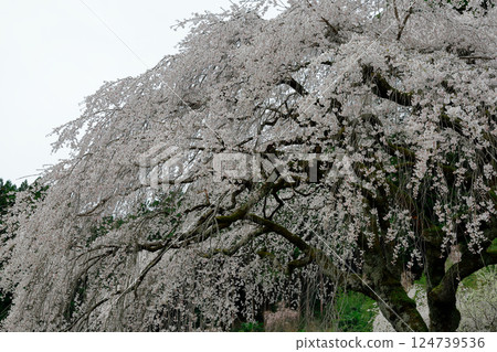 Chubu cherry blossoms of the Chuetsu family Chubu cherry blossoms of the Chuetsu family 124739536
