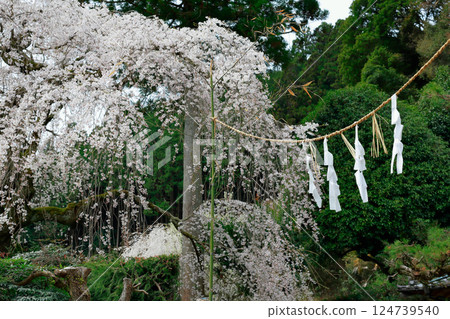 Chubu cherry blossoms of the Chuetsu family Chubu cherry blossoms of the Chuetsu family 124739540
