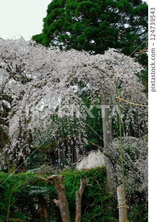Chubu cherry blossoms of the Chuetsu family 124739543