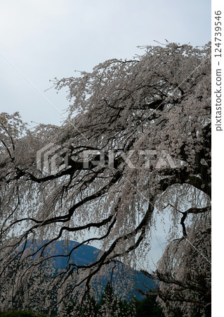 Chubu cherry blossoms of the Chuetsu family 124739546