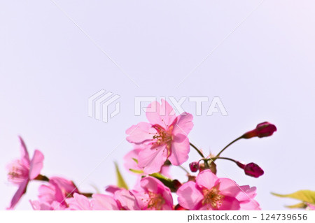 河津櫻花背光 124739656