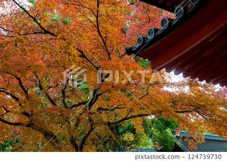 World Heritage Site Kasuga Taisha Shrine Autumn leaves at the south gate World Heritage Site Kasuga Taisha Shrine Autumn leaves at the south gate 124739730
