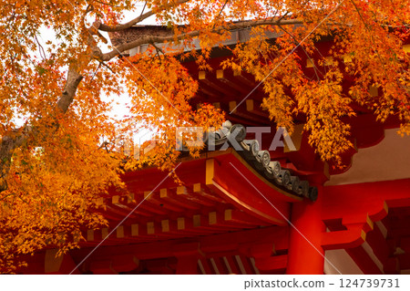 World Heritage Site Kasuga Taisha Shrine Autumn leaves at the south gate World Heritage Site Kasuga Taisha Shrine Autumn leaves at the south gate 124739731