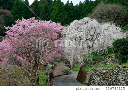 市川家的櫻花 市川家的櫻花 124739825