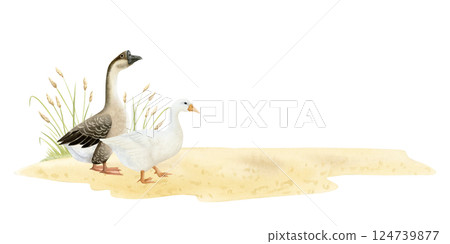 Watercolor geese on sandy ground with grass watercolor illustration isolated on white. Poultry yard waterfowl birds in hand drawn realistic style. Easter farm clipart for village designs and templates Watercolor geese on sandy ground with grass watercolor illustration isolated on white. Poultry yard waterfowl birds in hand drawn realistic style. Easter farm clipart for village designs and templates 124739877