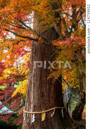 Tanzan Shrine's sacred tree (Couple Cedar) in autumn colors Tanzan Shrine's sacred tree (Couple Cedar) in autumn colors 124739952