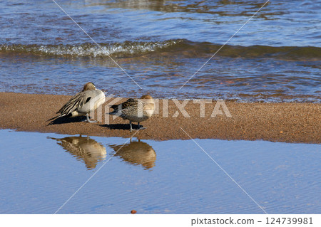 Two ducks resting 124739981