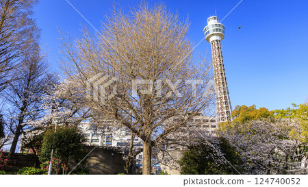 Marine Tower and cherry blossoms seen from Yamashita Park 124740052