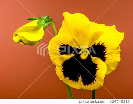 Vibrant Yellow Pansy Flower with Dark Center brown background Vibrant Yellow Pansy Flower with Dark Center brown background 124740215