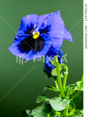 Blue and purple Pansy Flower on green background Blue and purple Pansy Flower on green background 124740216