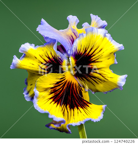 Ruffled Yellow and Purple Pansy Flower green background Ruffled Yellow and Purple Pansy Flower green background 124740226