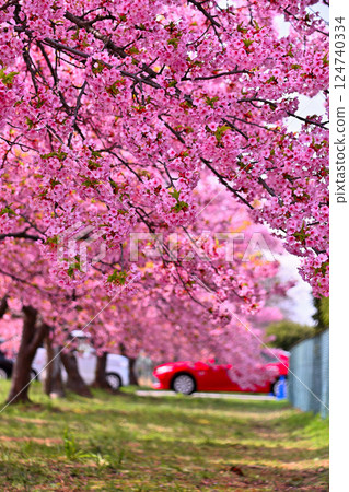 Cherry blossoms in full bloom and red car 124740334
