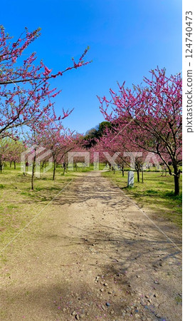 古河綜合公園的桃花 124740473