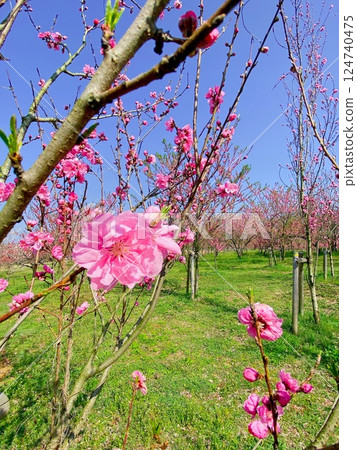 古河綜合公園的桃花 古河綜合公園的桃花 124740475