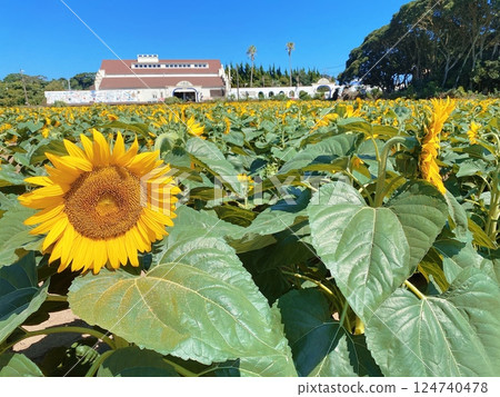 犬吠埼站前的向日葵田 犬吠埼站前的向日葵田 124740478