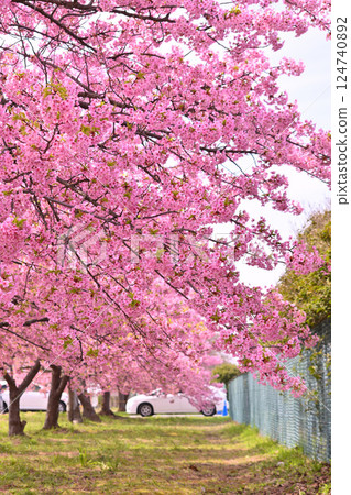 Kawazu cherry blossoms and white car Kawazu cherry blossoms and white car 124740892