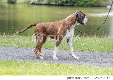 beautiful 3 years old purebred golden brown german boxer dog puppy jumping playing outdoor shooting 124740916