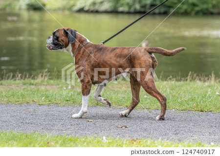beautiful 3 years old purebred golden brown german boxer dog puppy jumping playing outdoor shooting beautiful 3 years old purebred golden brown german boxer dog puppy jumping playing outdoor shooting 124740917