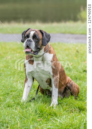 beautiful 3 years old purebred golden brown german boxer dog puppy jumping playing outdoor shooting 124740918