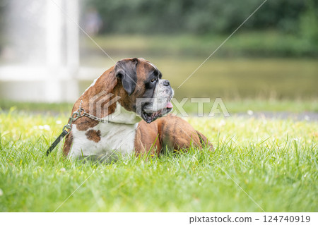 beautiful 3 years old purebred golden brown german boxer dog puppy jumping playing outdoor shooting 124740919