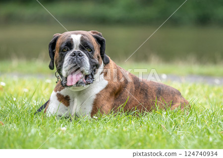 beautiful 3 years old purebred golden brown german boxer dog puppy jumping playing outdoor shooting 124740934