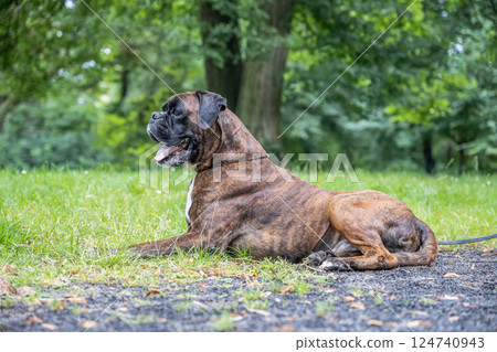 beautiful 3 years old purebred golden brown german boxer dog puppy jumping playing outdoor shooting beautiful 3 years old purebred golden brown german boxer dog puppy jumping playing outdoor shooting 124740943