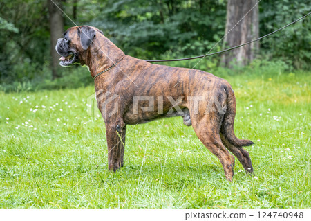 beautiful 3 years old purebred golden brown german boxer dog puppy jumping playing outdoor shooting beautiful 3 years old purebred golden brown german boxer dog puppy jumping playing outdoor shooting 124740948