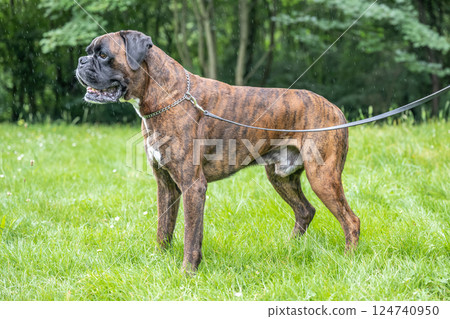beautiful 3 years old purebred golden brown german boxer dog puppy jumping playing outdoor shooting beautiful 3 years old purebred golden brown german boxer dog puppy jumping playing outdoor shooting 124740950