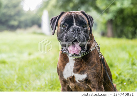 beautiful 3 years old purebred golden brown german boxer dog puppy jumping playing outdoor shooting beautiful 3 years old purebred golden brown german boxer dog puppy jumping playing outdoor shooting 124740951