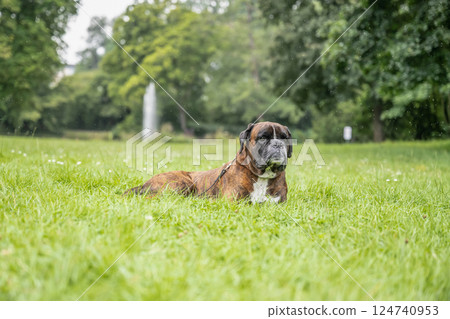 beautiful 3 years old purebred golden brown german boxer dog puppy jumping playing outdoor shooting 124740953