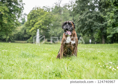 beautiful 3 years old purebred golden brown german boxer dog puppy jumping playing outdoor shooting 124740967