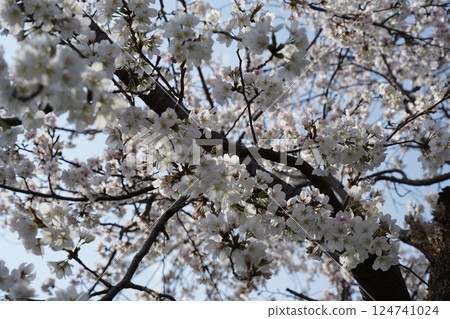 Cherry tree in full bloom Cherry tree in full bloom 124741024