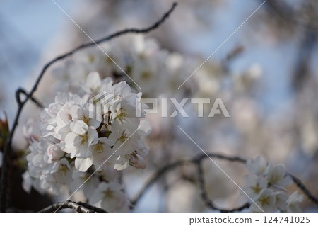 Cherry tree in full bloom Cherry tree in full bloom 124741025