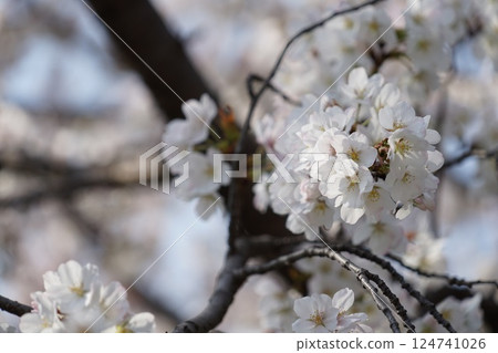 Cherry tree in full bloom Cherry tree in full bloom 124741026