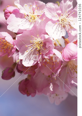 Kawazu cherry blossoms blooming in the early spring light 124741036