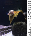 Namedango fish at Aquamarine Fukushima 124741141