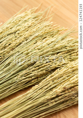 Rice panicle of rice 124741193