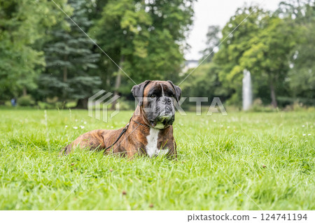 beautiful 3 years old purebred golden brown german boxer dog puppy jumping playing outdoor shooting beautiful 3 years old purebred golden brown german boxer dog puppy jumping playing outdoor shooting 124741194