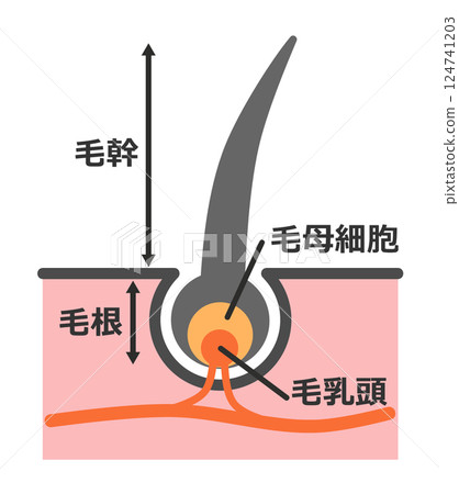 Illustration material explaining the hair roots of healthy hair and body hair cross-sections 124741203