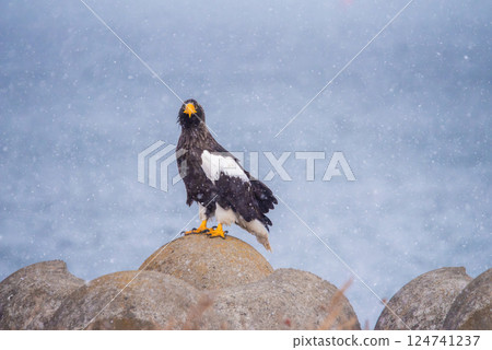 北海道野付半島上,一隻站在四足動物上的虎頭海鵰正看著鏡頭 北海道野付半島上,一隻站在四足動物上的虎頭海鵰正看著鏡頭 124741237