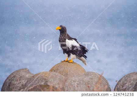 A Steller's sea eagle looking ahead from a tetrapod on the Notsuke Peninsula in Hokkaido A Steller's sea eagle looking ahead from a tetrapod on the Notsuke Peninsula in Hokkaido 124741238