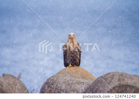 A white-tailed eagle looking at the camera on top of a tetrapod 124741240