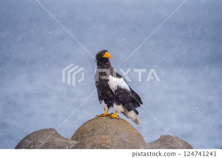 北海道野付半島上,一隻虎頭海鵰從四足動物上回望 北海道野付半島上,一隻虎頭海鵰從四足動物上回望 124741241