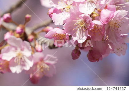 Kawazu cherry blossoms in full bloom bathed in the light of early spring 124741337