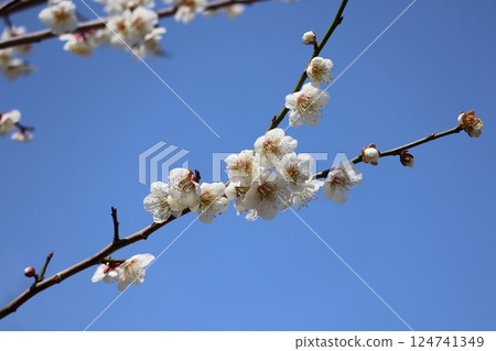 White plum shining in the blue sky White plum shining in the blue sky 124741349