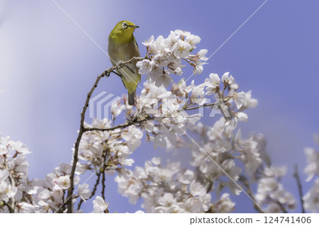 櫻花、藍天和繡眼鳥 124741406
