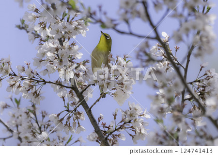 櫻花、藍天和繡眼鳥 124741413
