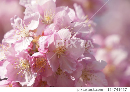初春陽光下盛開的河津櫻花 124741437