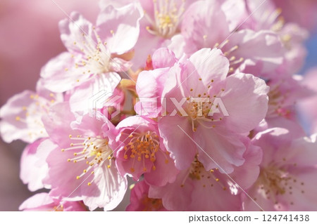 初春陽光下盛開的河津櫻花 124741438